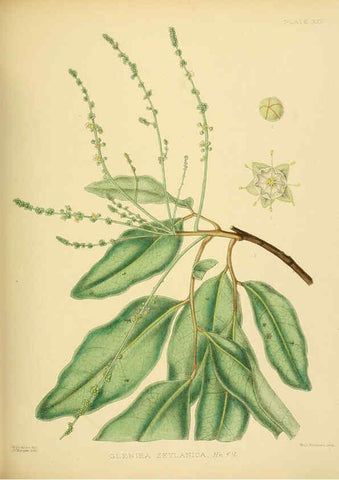 Reproducción/Reproduction 6430640915: A hand-book to the flora of Ceylon. atlas. London :Dulau,1893-1931