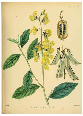 Reproducción/Reproduction 6430641229: A hand-book to the flora of Ceylon. atlas. London :Dulau,1893-1931