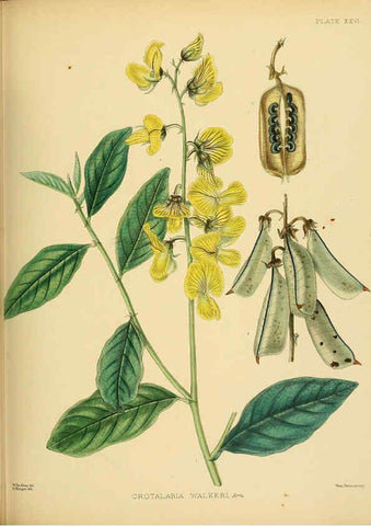 Reproducción/Reproduction 6430641229: A hand-book to the flora of Ceylon. atlas. London :Dulau,1893-1931