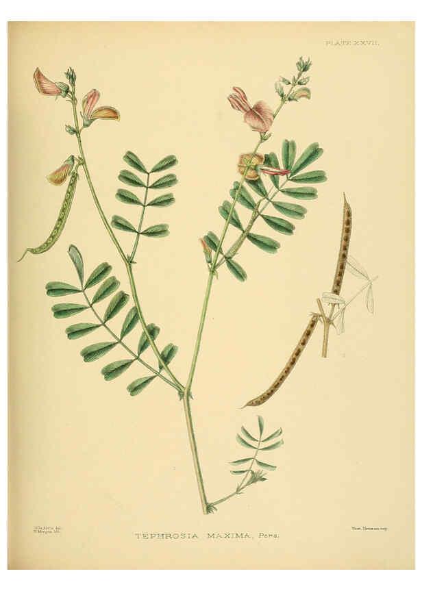 Reproducción/Reproduction 6430641499: A hand-book to the flora of Ceylon. atlas. London :Dulau,1893-1931