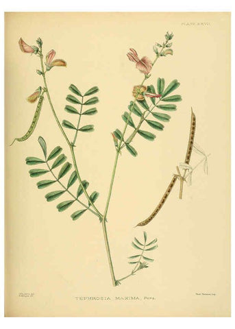 Reproducción/Reproduction 6430641499: A hand-book to the flora of Ceylon. atlas. London :Dulau,1893-1931