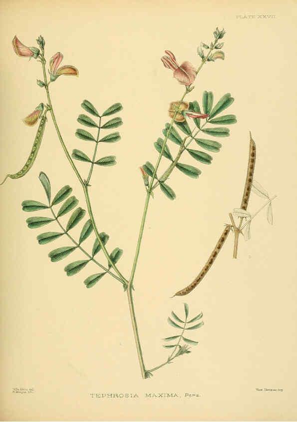 Reproducción/Reproduction 6430641499: A hand-book to the flora of Ceylon. atlas. London :Dulau,1893-1931