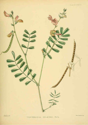 Reproducción/Reproduction 6430641499: A hand-book to the flora of Ceylon. atlas. London :Dulau,1893-1931