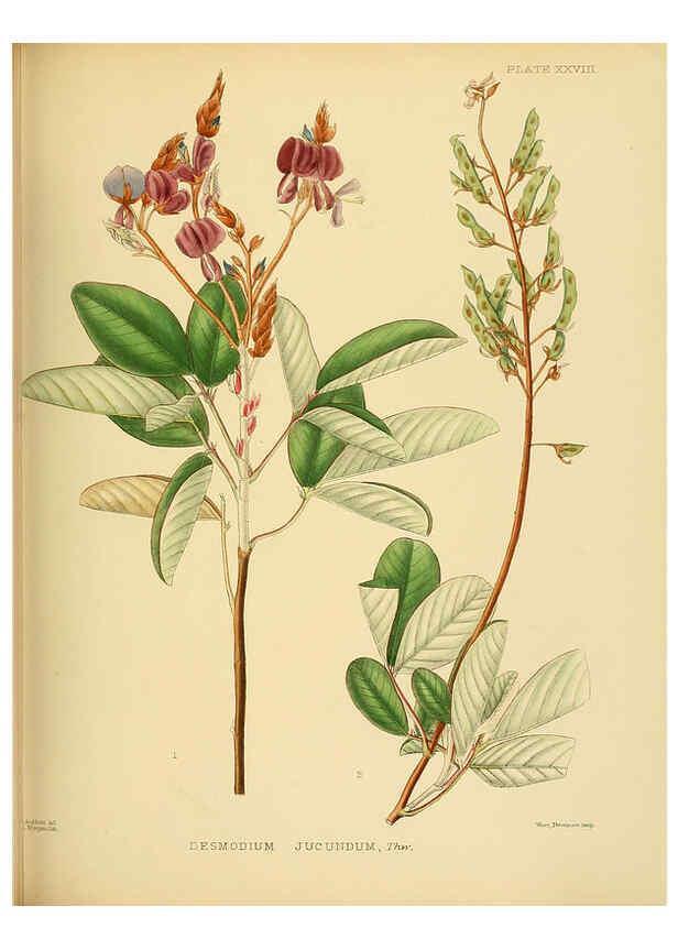 Reproducción/Reproduction 6430641893: A hand-book to the flora of Ceylon. atlas. London :Dulau,1893-1931
