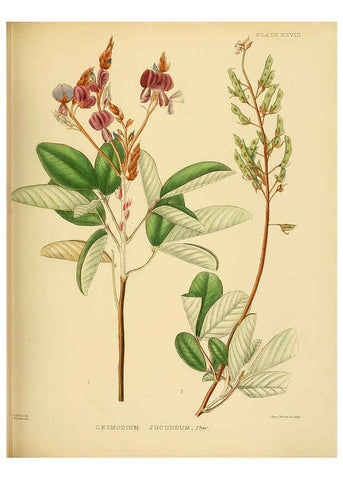 Reproducción/Reproduction 6430641893: A hand-book to the flora of Ceylon. atlas. London :Dulau,1893-1931