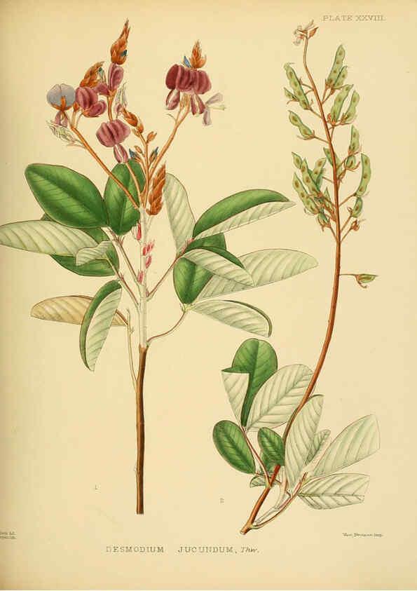 Reproducción/Reproduction 6430641893: A hand-book to the flora of Ceylon. atlas. London :Dulau,1893-1931