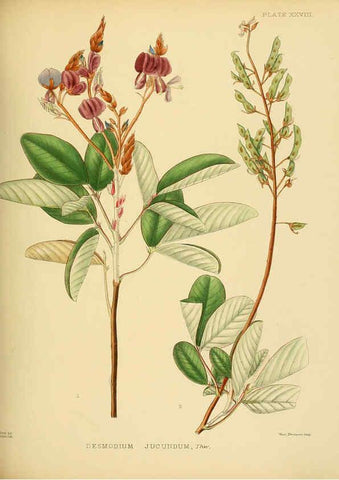 Reproducción/Reproduction 6430641893: A hand-book to the flora of Ceylon. atlas. London :Dulau,1893-1931