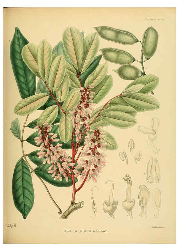 Reproducción/Reproduction 6430642221: A hand-book to the flora of Ceylon. atlas. London :Dulau,1893-1931