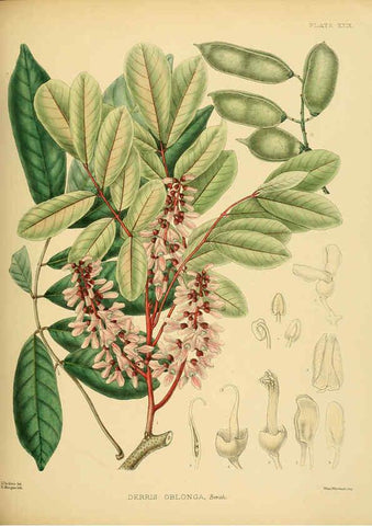 Reproducción/Reproduction 6430642221: A hand-book to the flora of Ceylon. atlas. London :Dulau,1893-1931