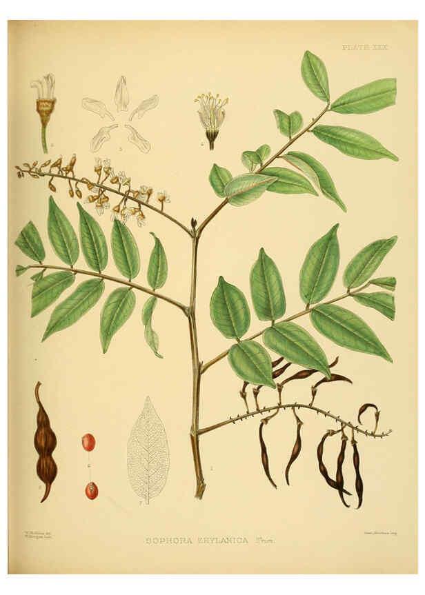 Reproducción/Reproduction 6430642519: A hand-book to the flora of Ceylon. atlas. London :Dulau,1893-1931