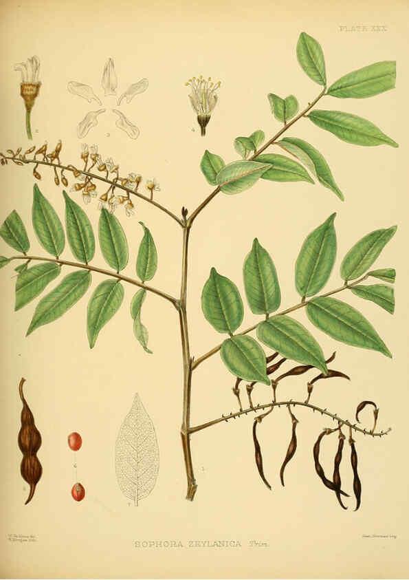 Reproducción/Reproduction 6430642519: A hand-book to the flora of Ceylon. atlas. London :Dulau,1893-1931