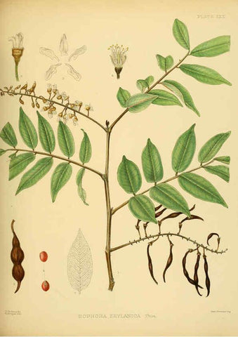 Reproducción/Reproduction 6430642519: A hand-book to the flora of Ceylon. atlas. London :Dulau,1893-1931