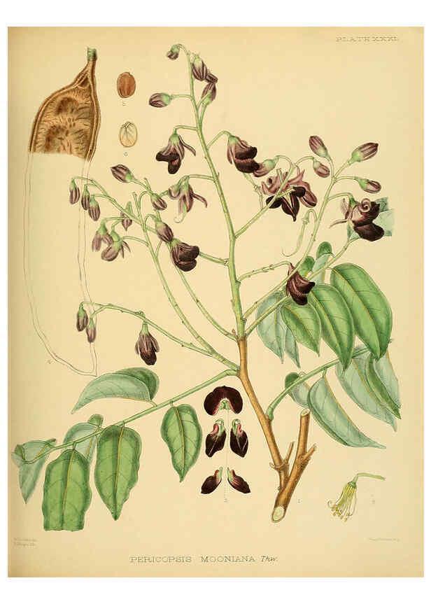 Reproducción/Reproduction 6430642865: A hand-book to the flora of Ceylon. atlas. London :Dulau,1893-1931