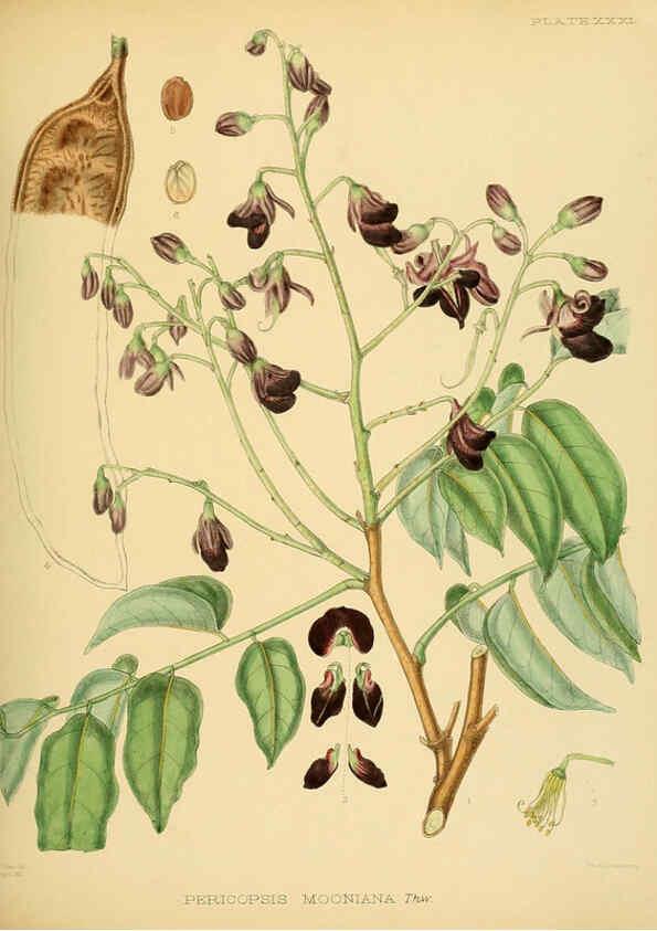 Reproducción/Reproduction 6430642865: A hand-book to the flora of Ceylon. atlas. London :Dulau,1893-1931