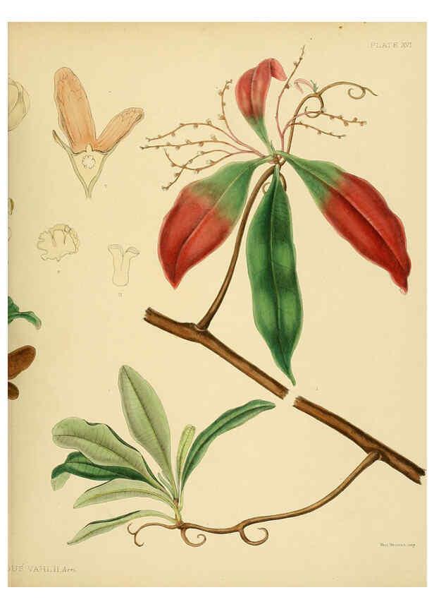 Reproducción/Reproduction 6430637441: A hand-book to the flora of Ceylon. atlas. London :Dulau,1893-1931