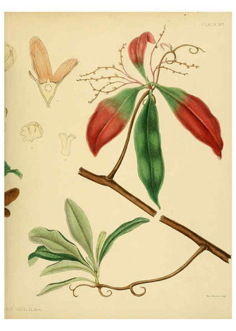 Reproducción/Reproduction 6430637441: A hand-book to the flora of Ceylon. atlas. London :Dulau,1893-1931