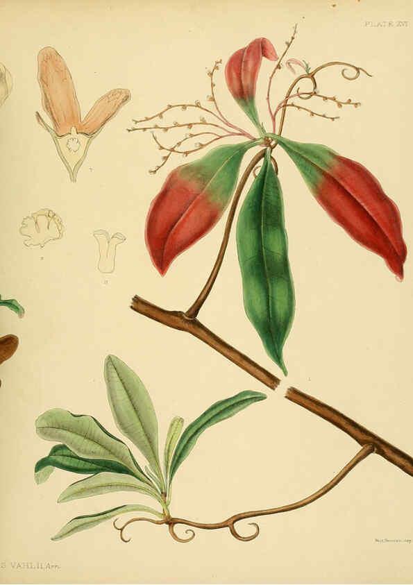 Reproducción/Reproduction 6430637441: A hand-book to the flora of Ceylon. atlas. London :Dulau,1893-1931