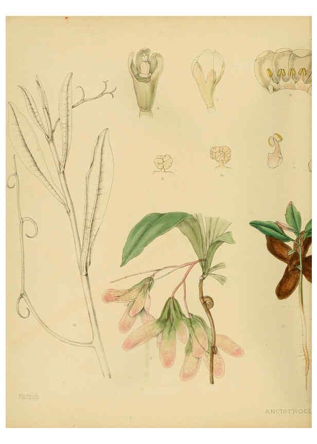 Reproducción/Reproduction 6430637149: A hand-book to the flora of Ceylon. atlas. London :Dulau,1893-1931