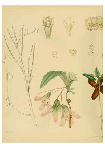 Reproducción/Reproduction 6430637149: A hand-book to the flora of Ceylon. atlas. London :Dulau,1893-1931