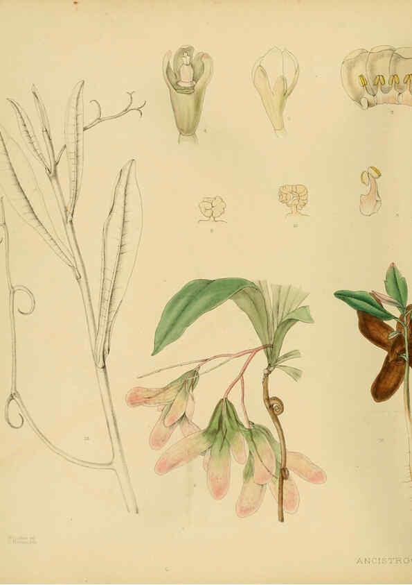 Reproducción/Reproduction 6430637149: A hand-book to the flora of Ceylon. atlas. London :Dulau,1893-1931