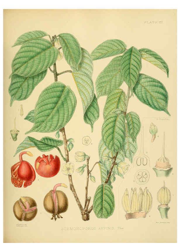 Reproducción/Reproduction 6430636657: A hand-book to the flora of Ceylon. atlas. London :Dulau,1893-1931
