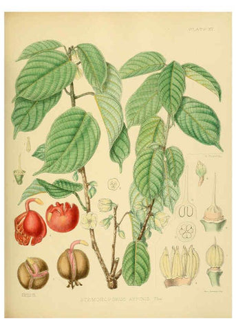 Reproducción/Reproduction 6430636657: A hand-book to the flora of Ceylon. atlas. London :Dulau,1893-1931