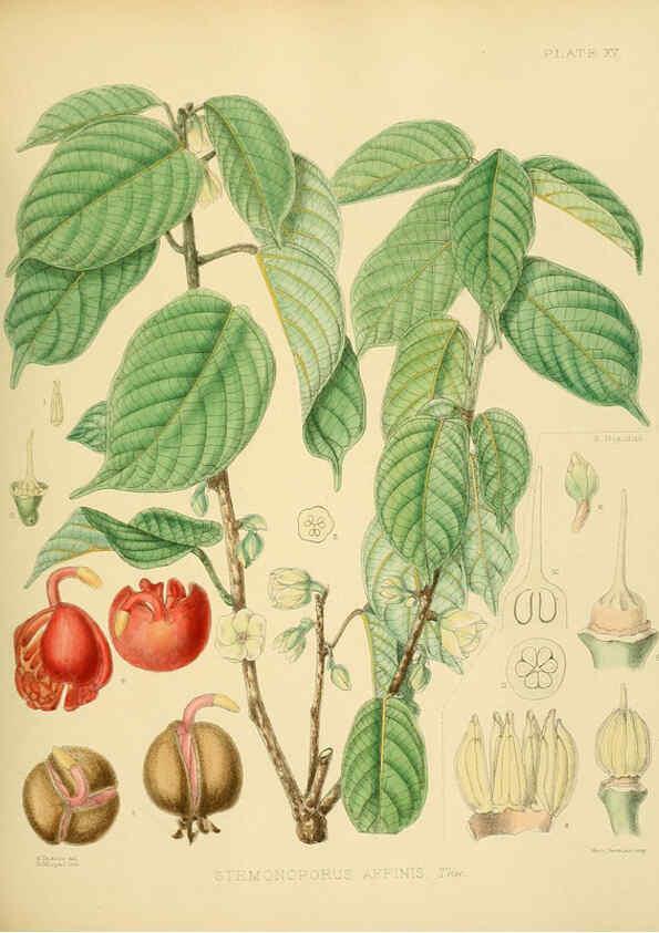 Reproducción/Reproduction 6430636657: A hand-book to the flora of Ceylon. atlas. London :Dulau,1893-1931