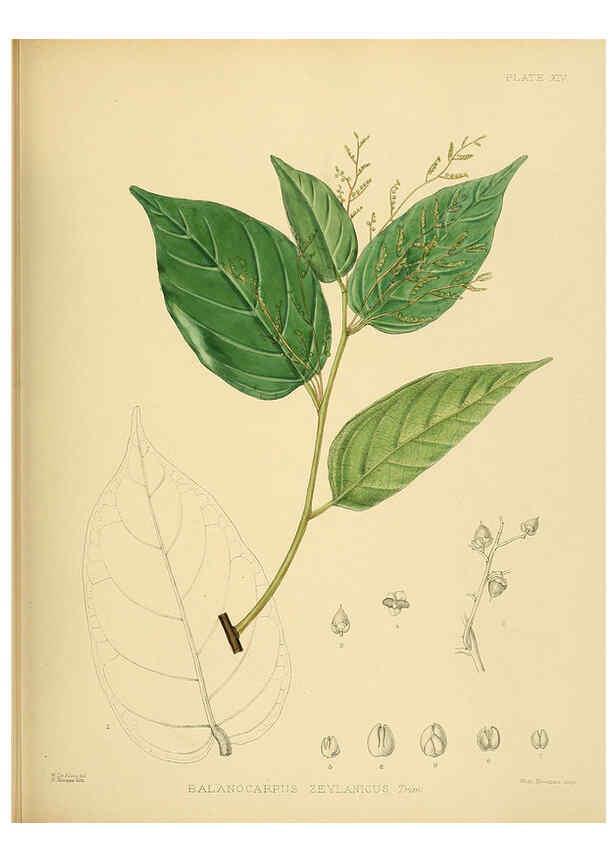 Reproducción/Reproduction 6430636157: A hand-book to the flora of Ceylon. atlas. London :Dulau,1893-1931