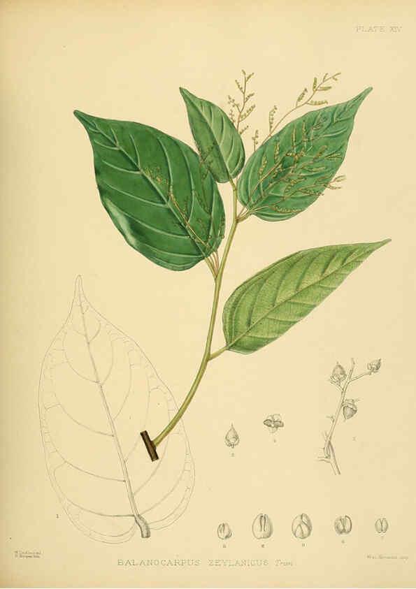 Reproducción/Reproduction 6430636157: A hand-book to the flora of Ceylon. atlas. London :Dulau,1893-1931
