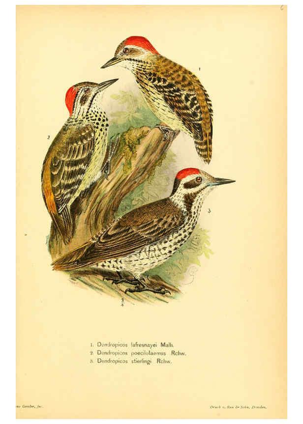 Reproducción/Reproduction 6425133621: Die Vögel Afrikas. atlas. Neudamm,J. Neumann,1900-05