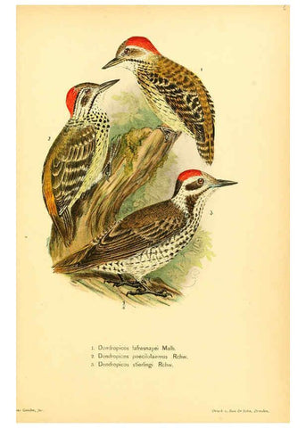 Reproducción/Reproduction 6425133621: Die Vögel Afrikas. atlas. Neudamm,J. Neumann,1900-05