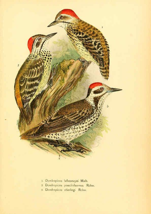 Reproducción/Reproduction 6425133621: Die Vögel Afrikas. atlas. Neudamm,J. Neumann,1900-05