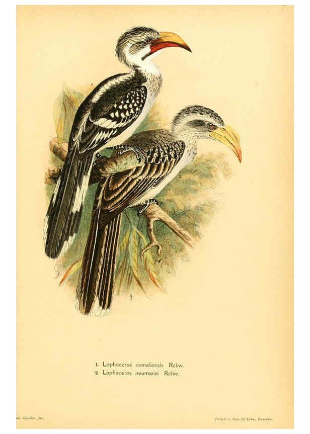 Reproducción/Reproduction 6425134047: Die Vögel Afrikas. atlas. Neudamm,J. Neumann,1900-05