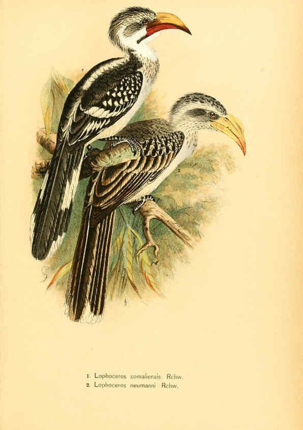 Reproducción/Reproduction 6425134047: Die Vögel Afrikas. atlas. Neudamm,J. Neumann,1900-05