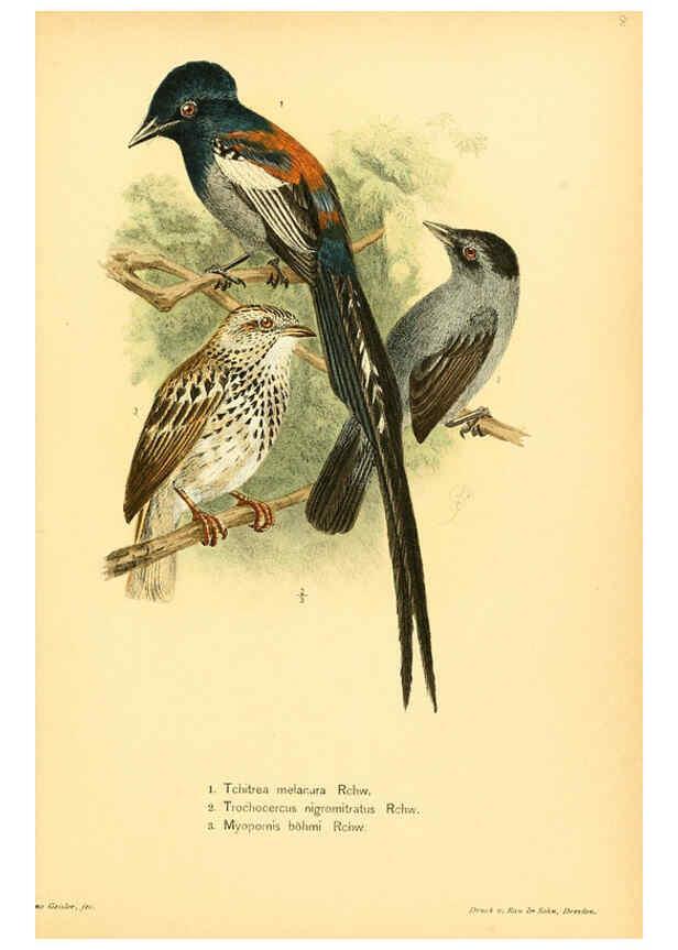 Reproducción/Reproduction 6425134781: Die Vögel Afrikas. atlas. Neudamm,J. Neumann,1900-05