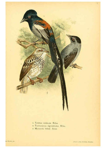 Reproducción/Reproduction 6425134781: Die Vögel Afrikas. atlas. Neudamm,J. Neumann,1900-05