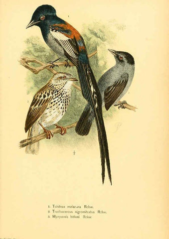Reproducción/Reproduction 6425134781: Die Vögel Afrikas. atlas. Neudamm,J. Neumann,1900-05