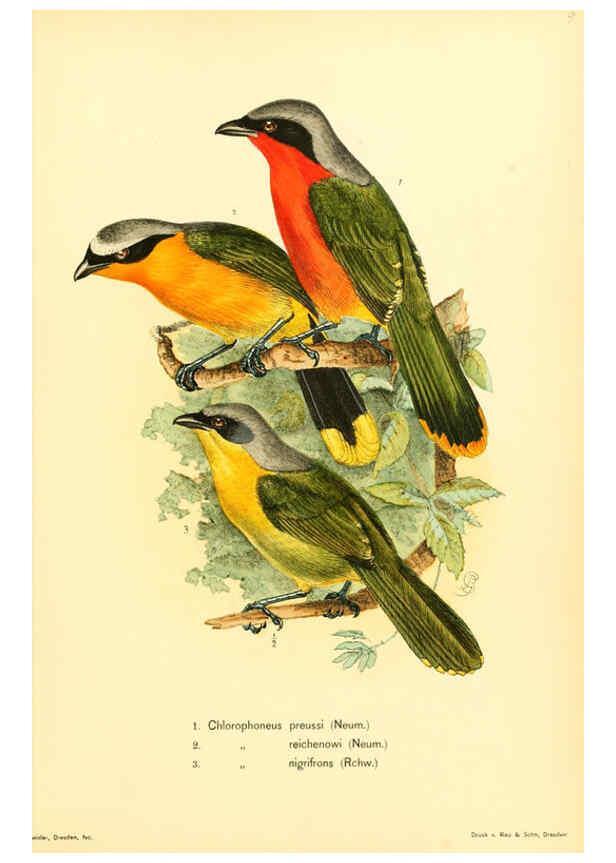 Reproducción/Reproduction 6425135653: Die Vögel Afrikas. atlas. Neudamm,J. Neumann,1900-05