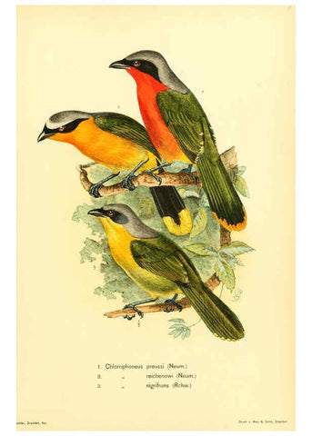 Reproducción/Reproduction 6425135653: Die Vögel Afrikas. atlas. Neudamm,J. Neumann,1900-05