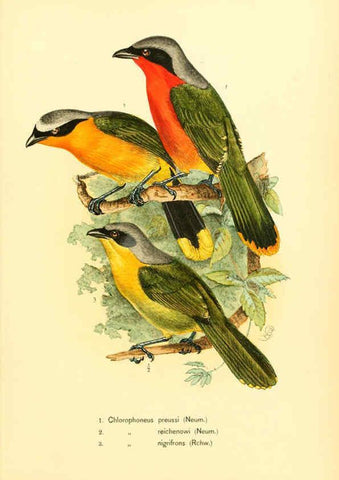 Reproducción/Reproduction 6425135653: Die Vögel Afrikas. atlas. Neudamm,J. Neumann,1900-05
