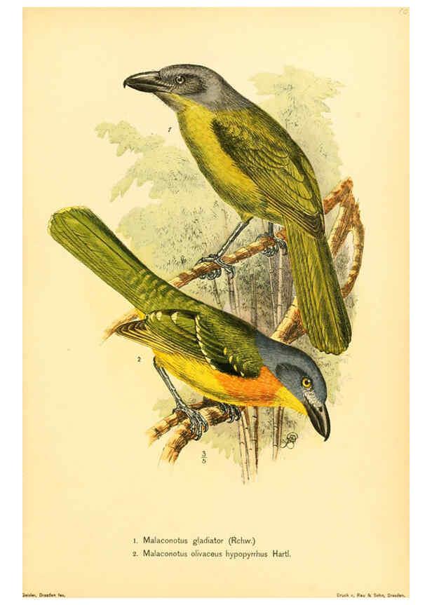 Reproducción/Reproduction 6425136275: Die Vögel Afrikas. atlas. Neudamm,J. Neumann,1900-05