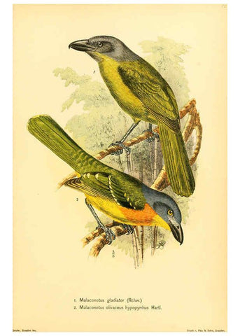 Reproducción/Reproduction 6425136275: Die Vögel Afrikas. atlas. Neudamm,J. Neumann,1900-05