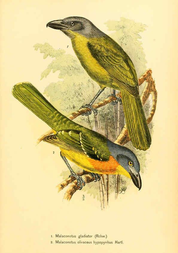 Reproducción/Reproduction 6425136275: Die Vögel Afrikas. atlas. Neudamm,J. Neumann,1900-05
