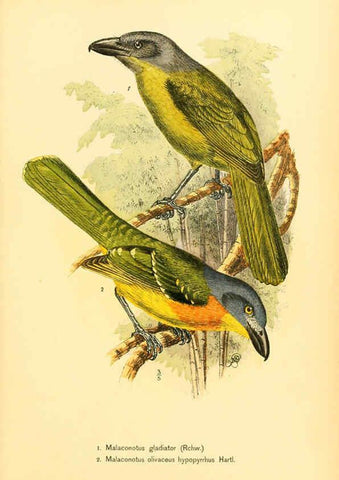 Reproducción/Reproduction 6425136275: Die Vögel Afrikas. atlas. Neudamm,J. Neumann,1900-05