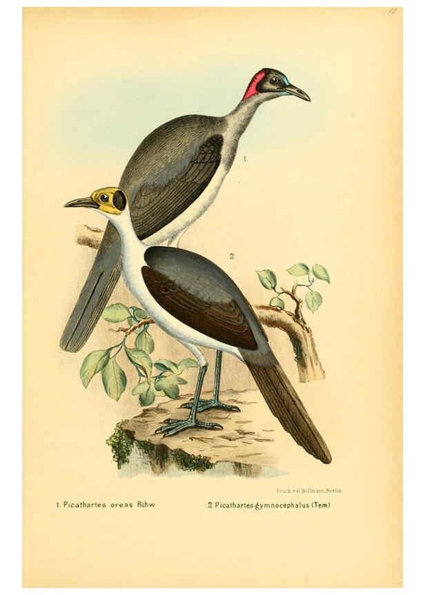 Reproducción/Reproduction 6425136741: Die Vögel Afrikas. atlas. Neudamm,J. Neumann,1900-05