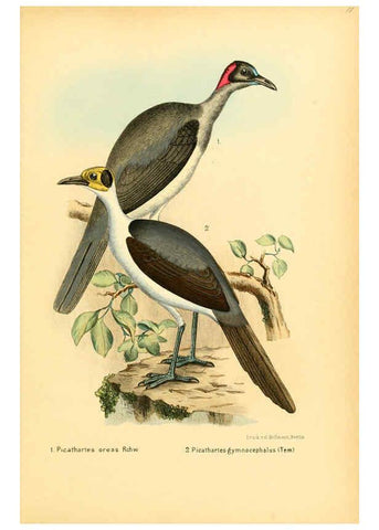 Reproducción/Reproduction 6425136741: Die Vögel Afrikas. atlas. Neudamm,J. Neumann,1900-05
