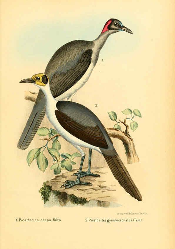 Reproducción/Reproduction 6425136741: Die Vögel Afrikas. atlas. Neudamm,J. Neumann,1900-05