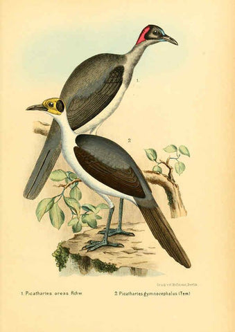 Reproducción/Reproduction 6425136741: Die Vögel Afrikas. atlas. Neudamm,J. Neumann,1900-05