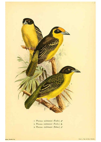 Reproducción/Reproduction 6425137223: Die Vögel Afrikas. atlas. Neudamm,J. Neumann,1900-05