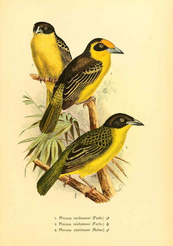 Reproducción/Reproduction 6425137223: Die Vögel Afrikas. atlas. Neudamm,J. Neumann,1900-05